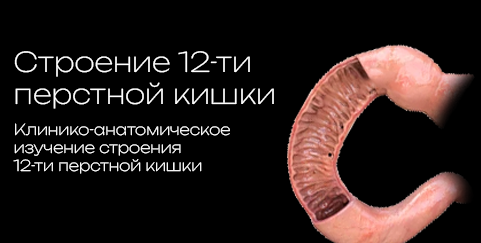 Duodenum 3D model preview